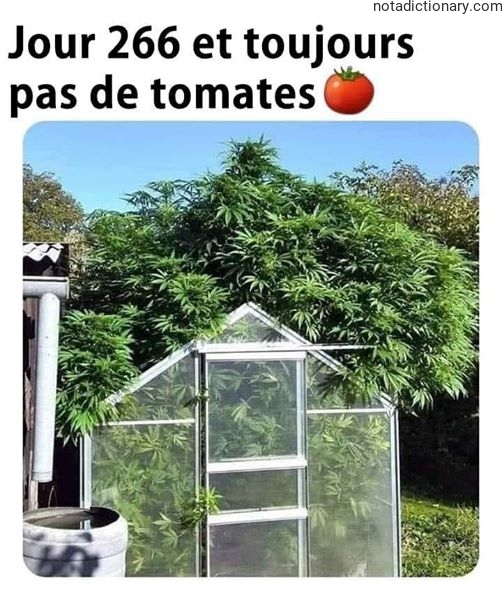 Learn French With Memes: No Tomatoes Yet