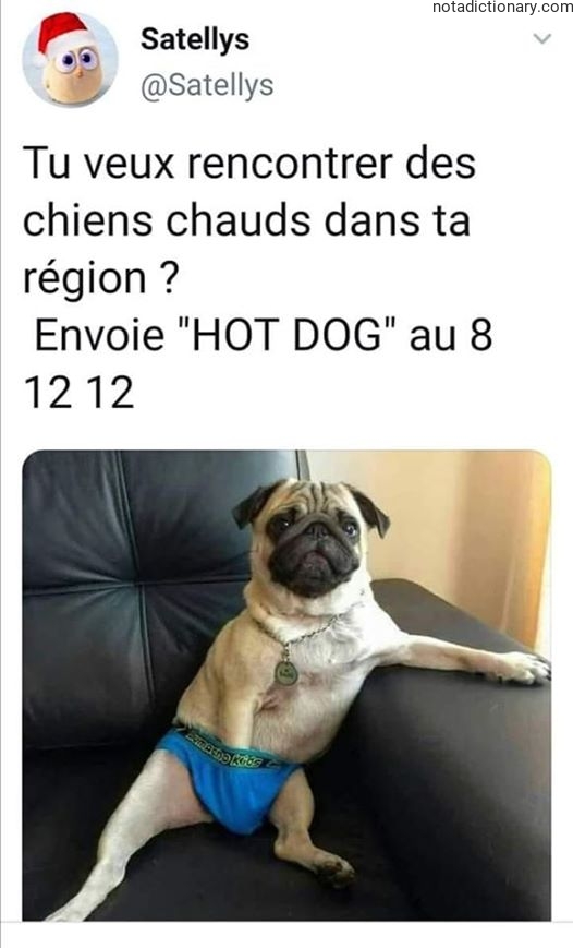 Learn French With Memes: Hot Dogs and Pugs