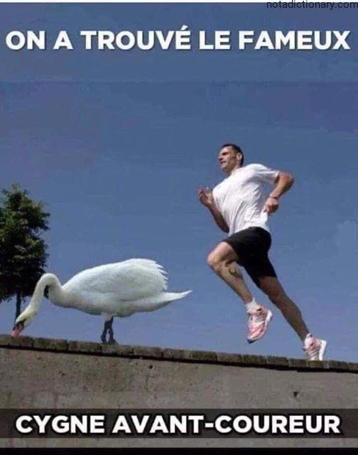 Learn French With Memes: Le Cygne Avant-Coureur