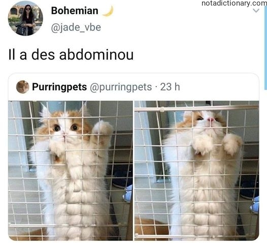 Learn French With Memes: Les Abdominaux